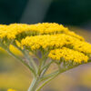 Cómo cuidar la milenrama amarilla (Achillea filipendulina)