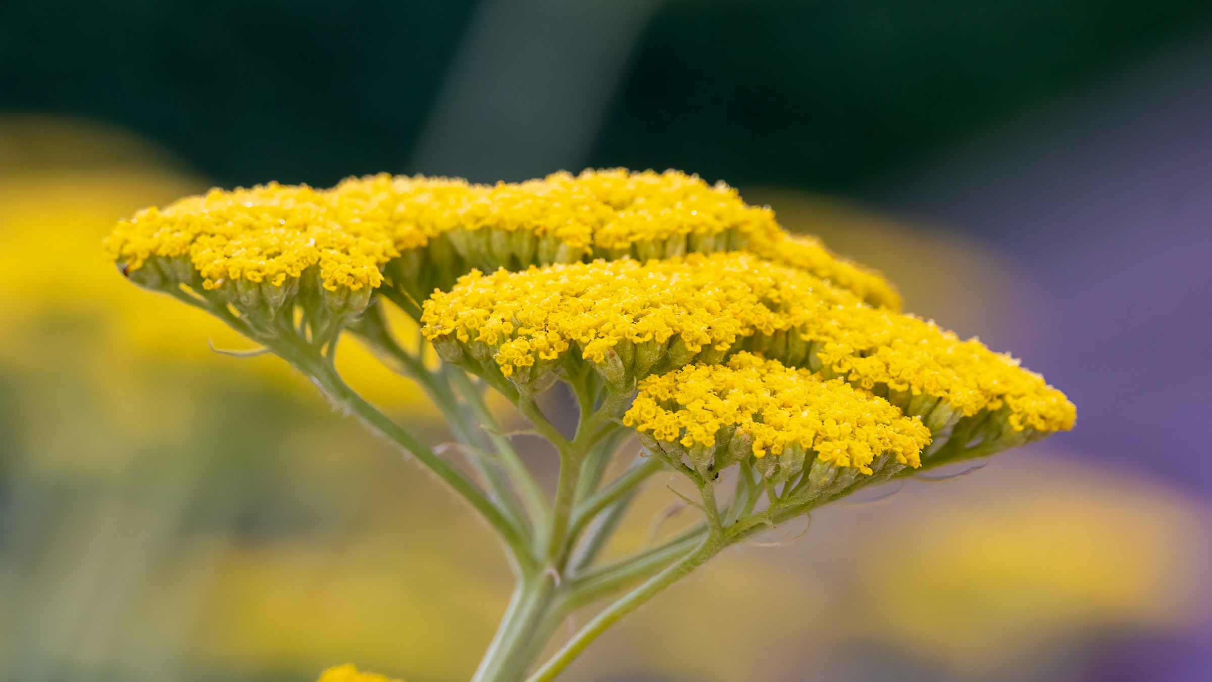 Milenrama amarilla (Achillea filipendulina)