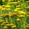 Cómo cuidar la milenrama amarilla (Achillea filipendulina)