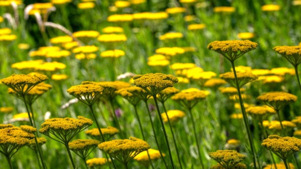 Cómo cuidar la milenrama amarilla (Achillea filipendulina)