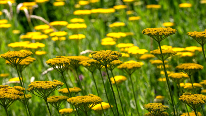 Cómo cuidar la milenrama amarilla (Achillea filipendulina)