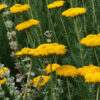 Cómo cuidar la milenrama amarilla (Achillea filipendulina)