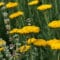 Cómo cuidar la milenrama amarilla (Achillea filipendulina)