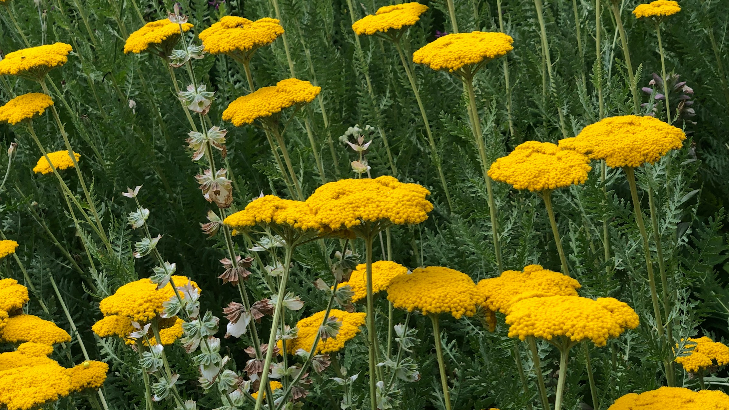 Milenrama amarilla (Achillea filipendulina)