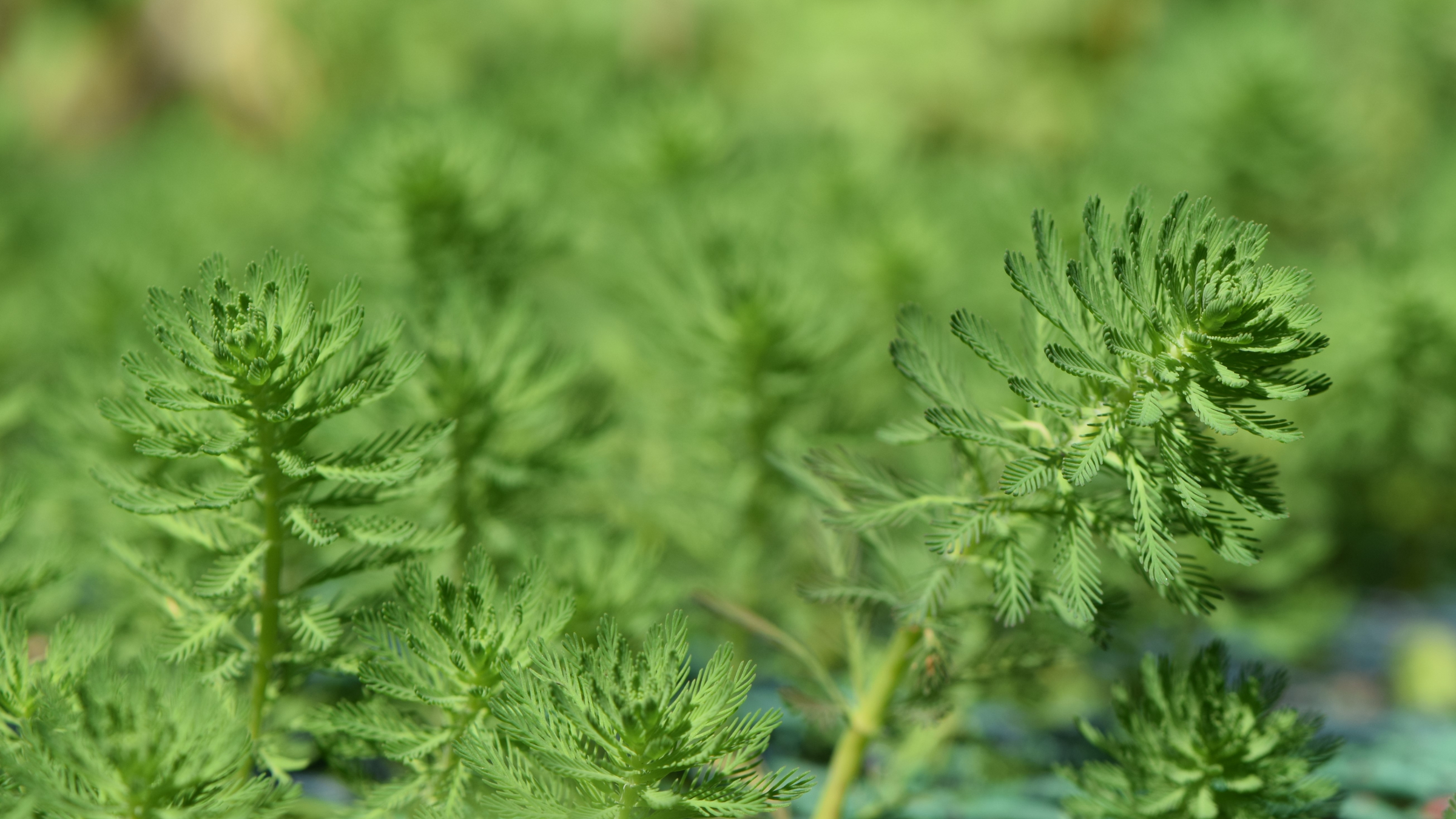 Milhojas de agua (Myriophyllum aquaticum)