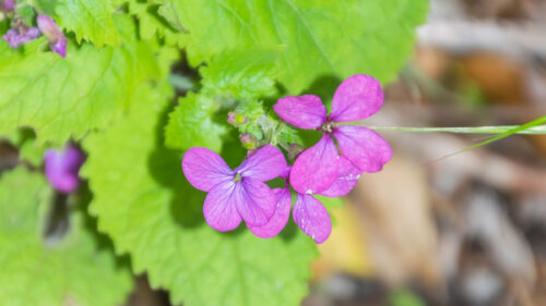 Cómo cuidar la moneda del papa (Lunaria annua)