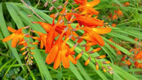 Cómo cuidar la montbretia (Crocosmia × crocosmiiflora)