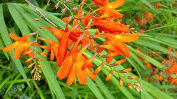 Cómo cuidar la montbretia (Crocosmia × crocosmiiflora)
