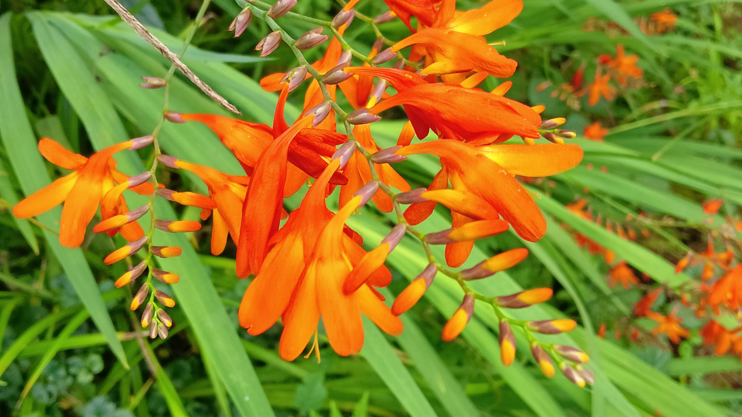 Montbretia (Crocosmia × crocosmiiflora)