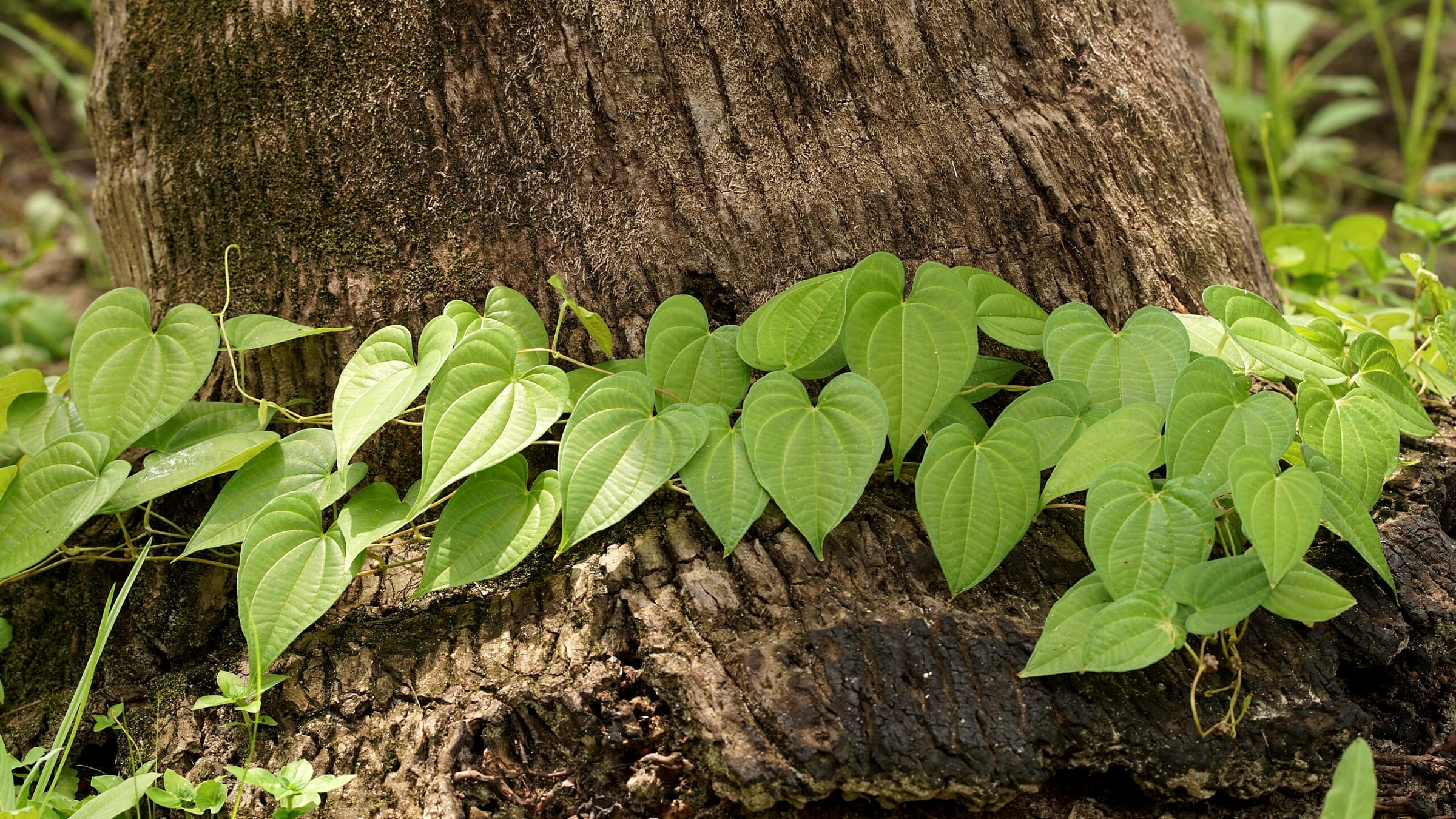 Ñame aéreo (Dioscorea bulbifera)