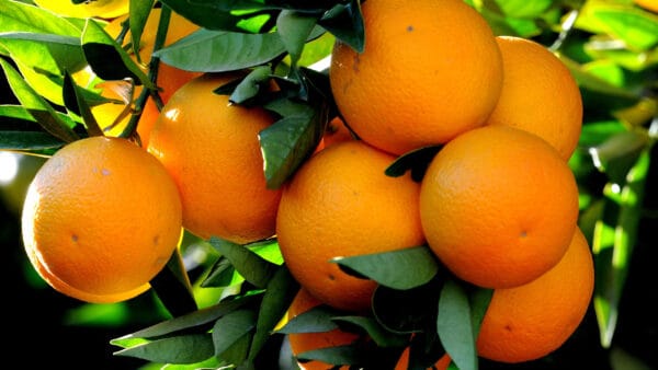 Cómo cuidar el naranjo dulce (Citrus sinensis)