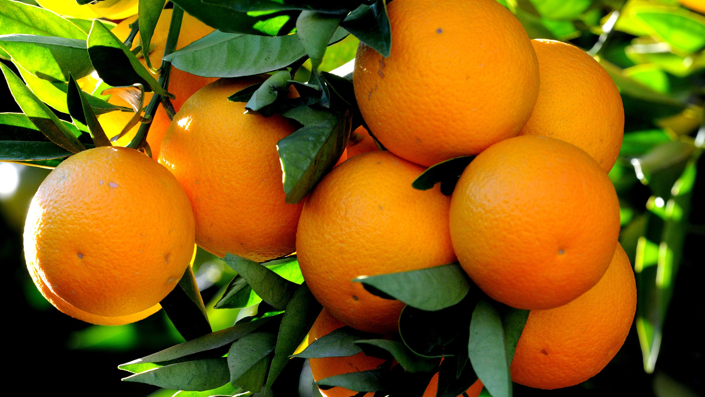 Naranjo dulce (Citrus sinensis)