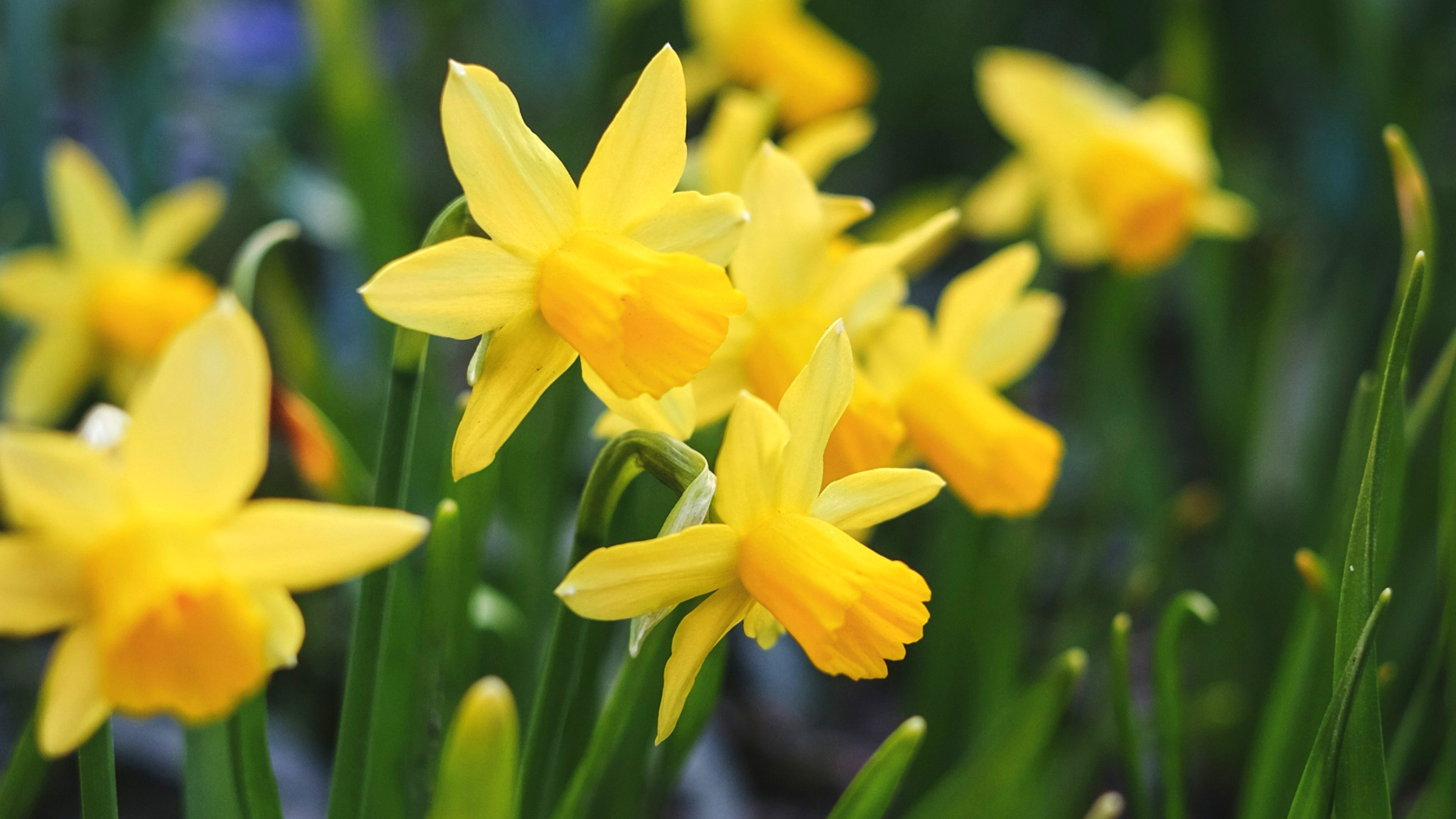 Narciso (Narcissus spp.)