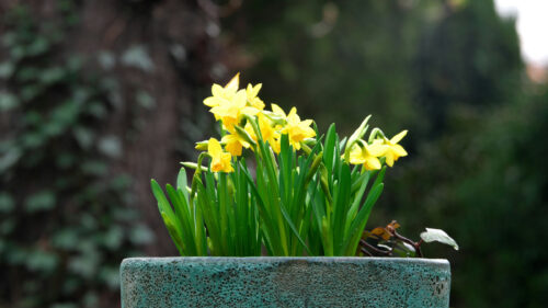 Cómo cuidar el narciso (Narcissus spp.)