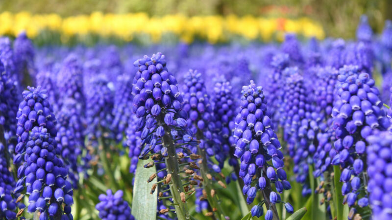 Cómo cuidar el Nazareno (Muscari armeniacum)