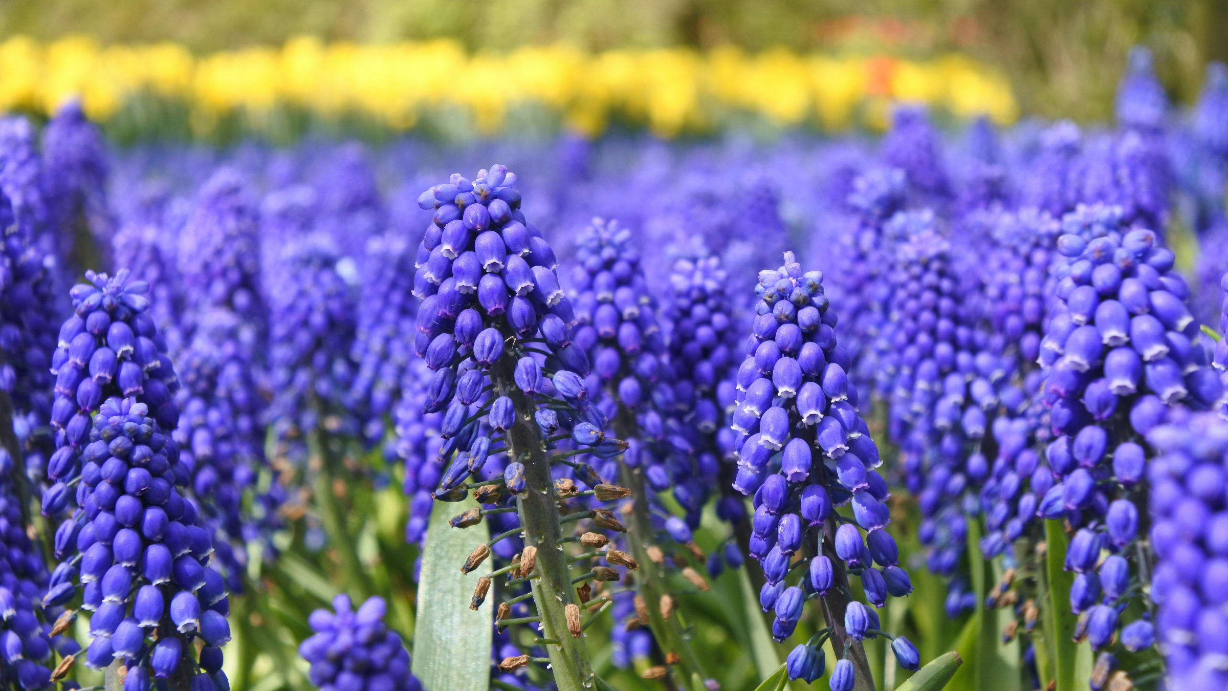 Nazareno (Muscari armeniacum)
