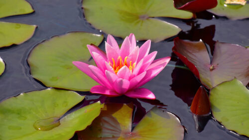 Cómo cuidar el nenúfar (Nymphaea spp.)