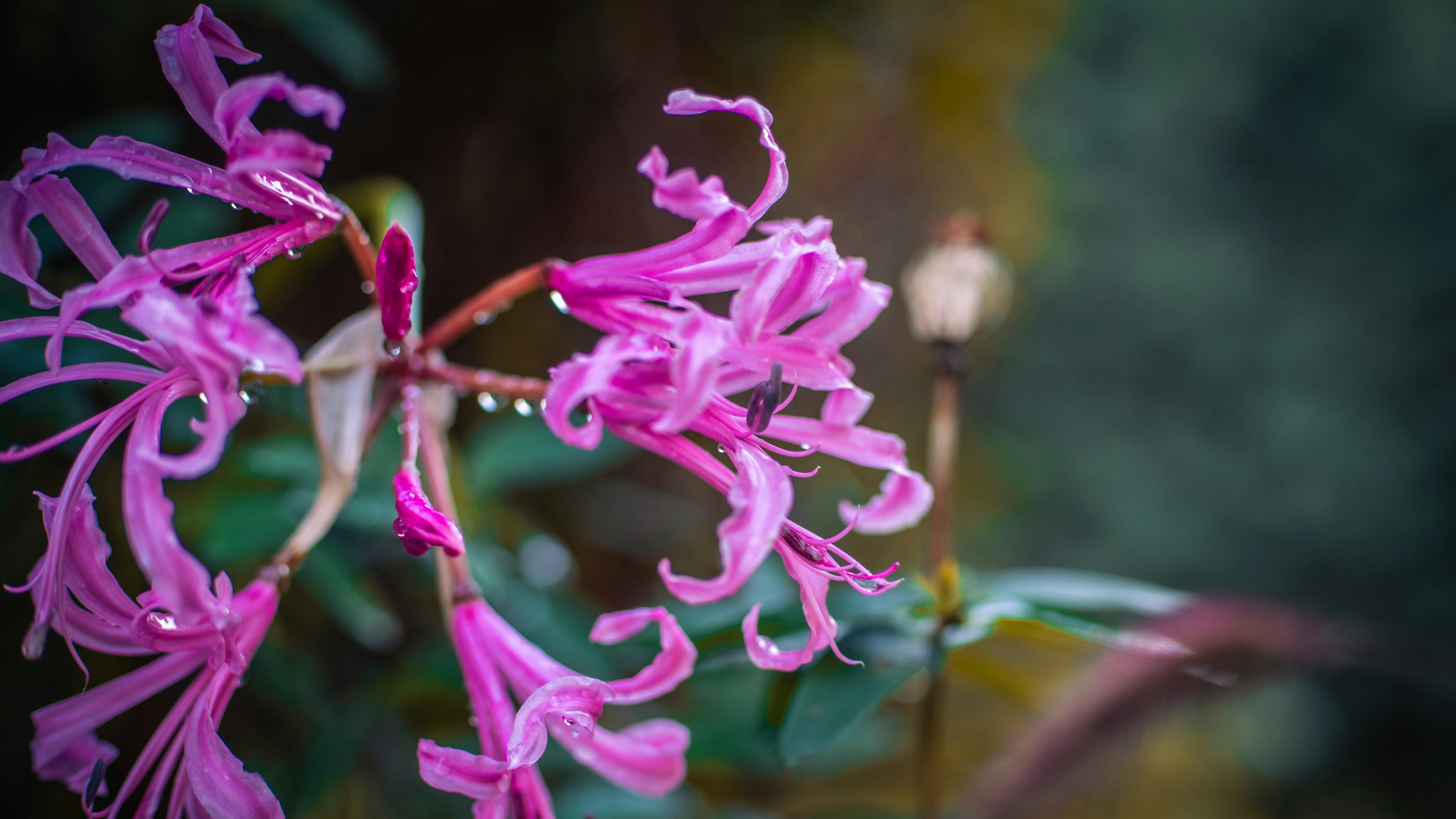 Nerine rosa (Nerine bowdenii)