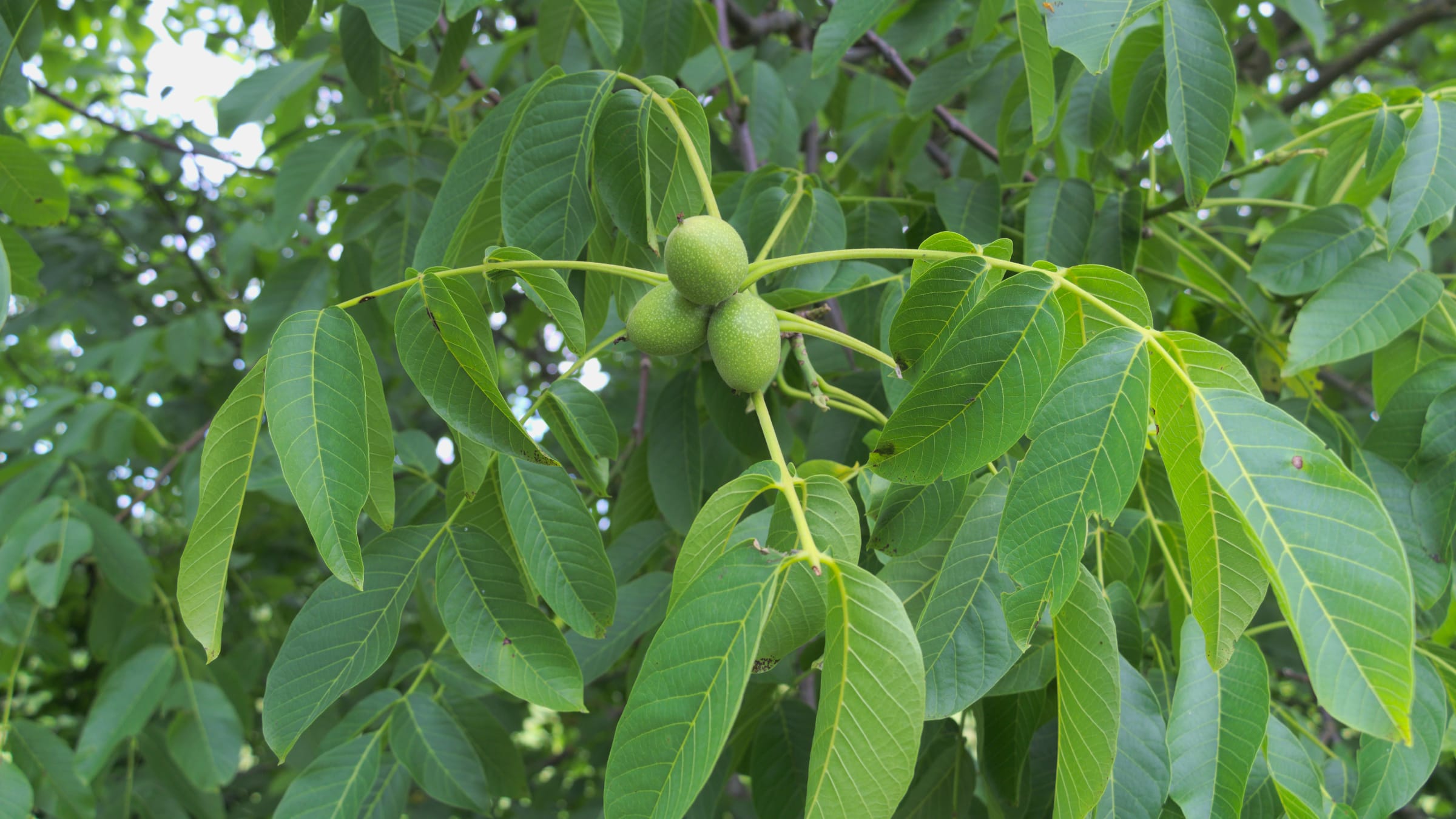 Nogal (Juglans regia)