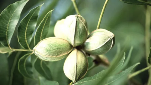 Cómo cuidar el nogal pecán (Carya illinoinensis)