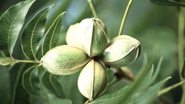 Cómo cuidar el nogal pecán (Carya illinoinensis)