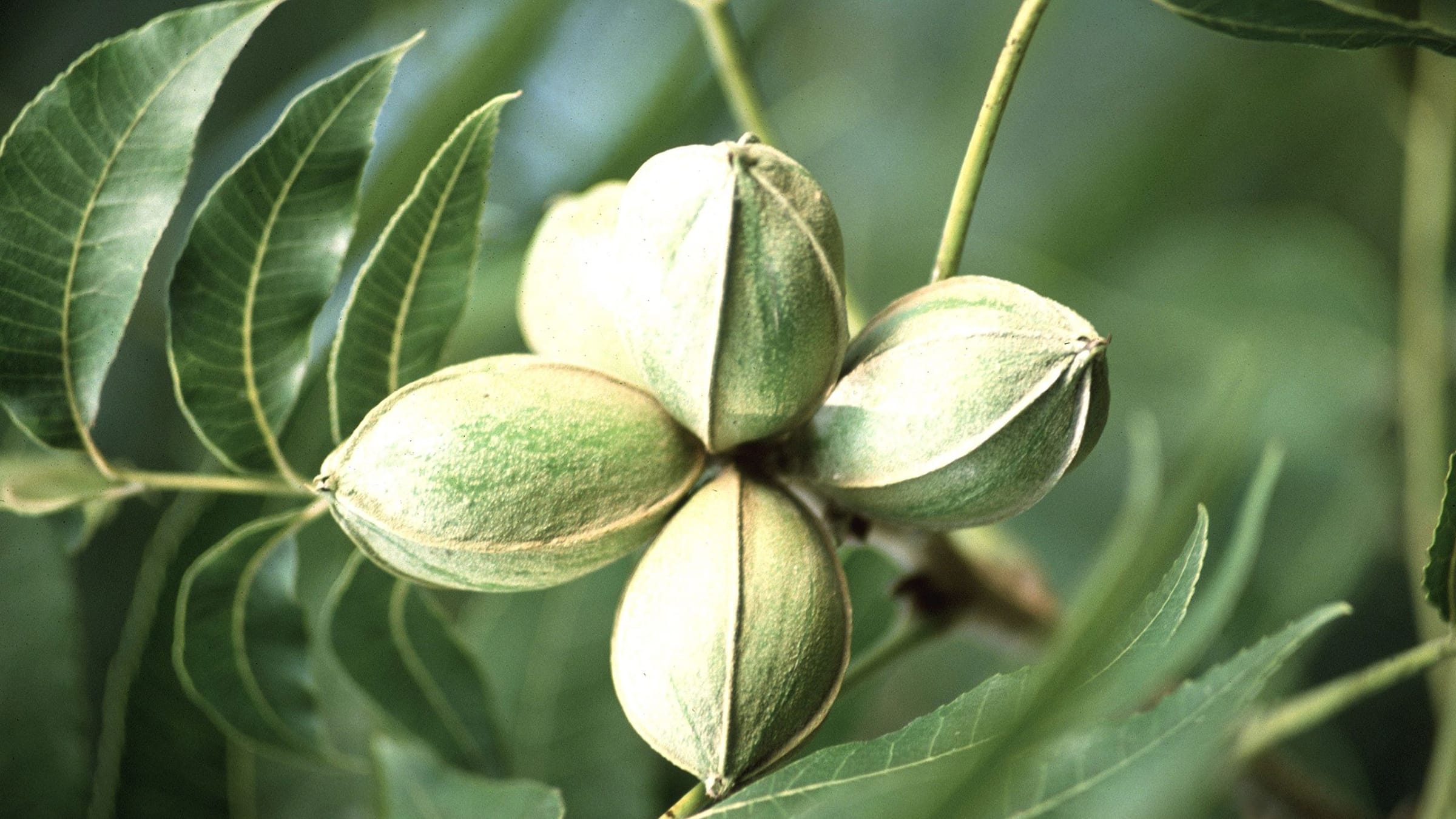 Nogal pecana (Carya illinoinensis)