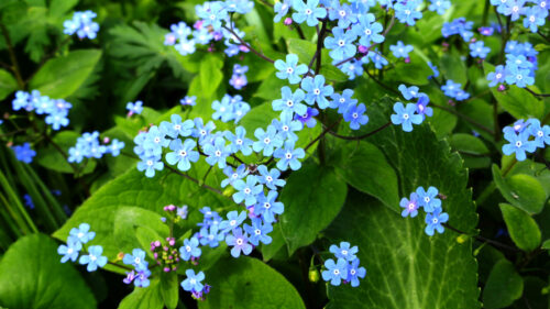 Cómo cuidar el nomeolvides gigante (Brunnera macrophylla)
