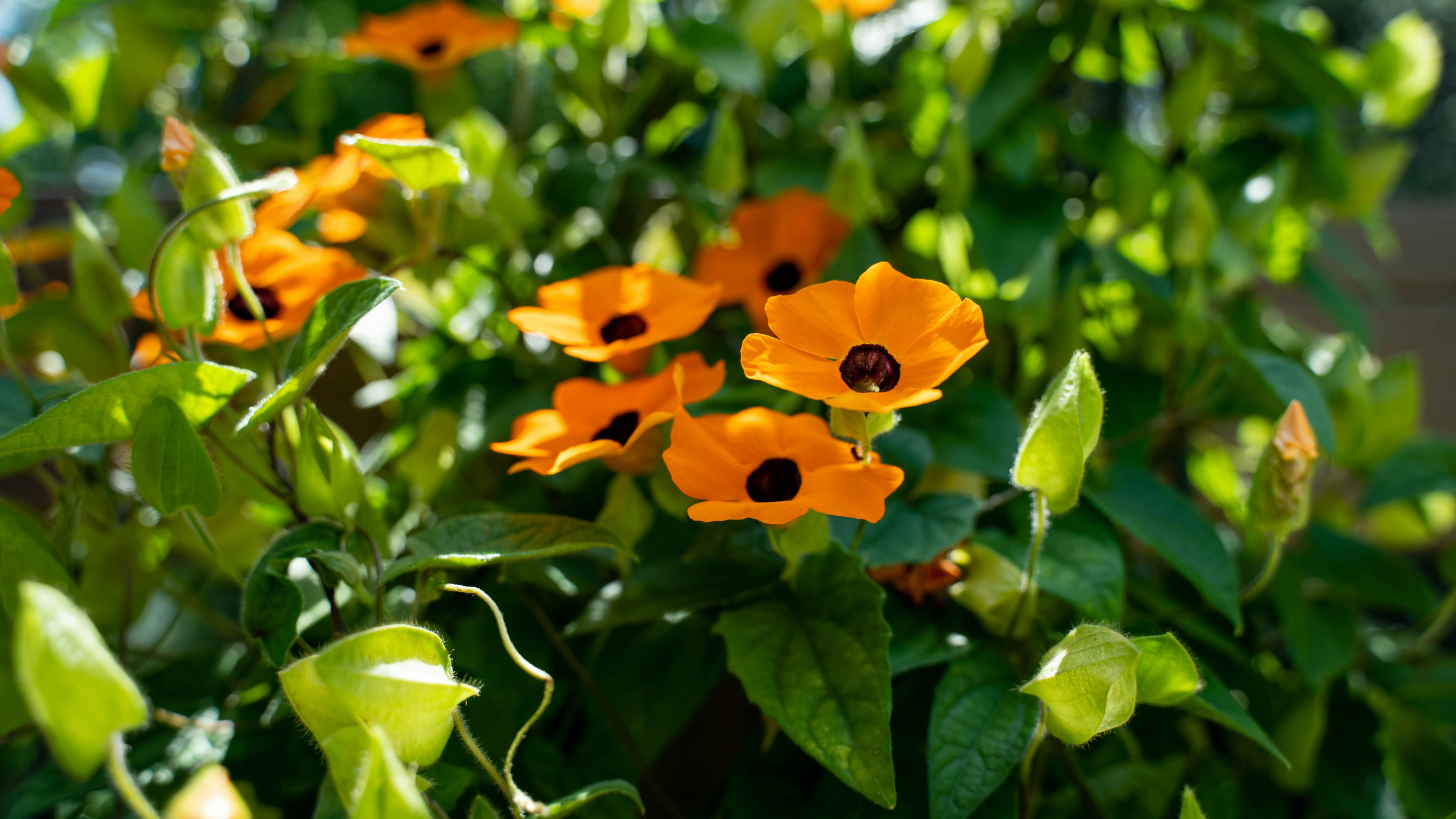 Ojo de poeta (Thunbergia alata)