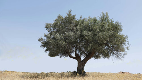 Cómo cuidar el olivo (Olea europaea)