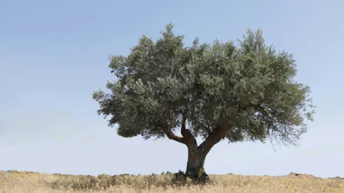 Cómo cuidar el olivo (Olea europaea)