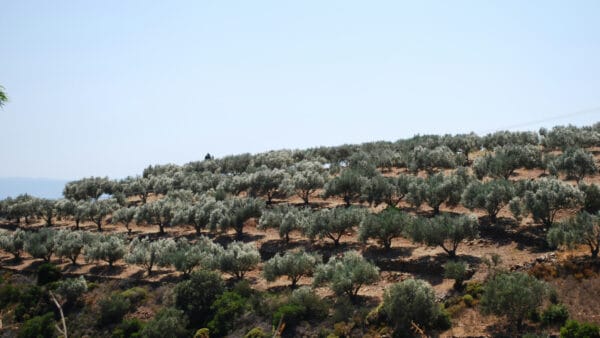 Cómo cuidar el olivo (Olea europaea)