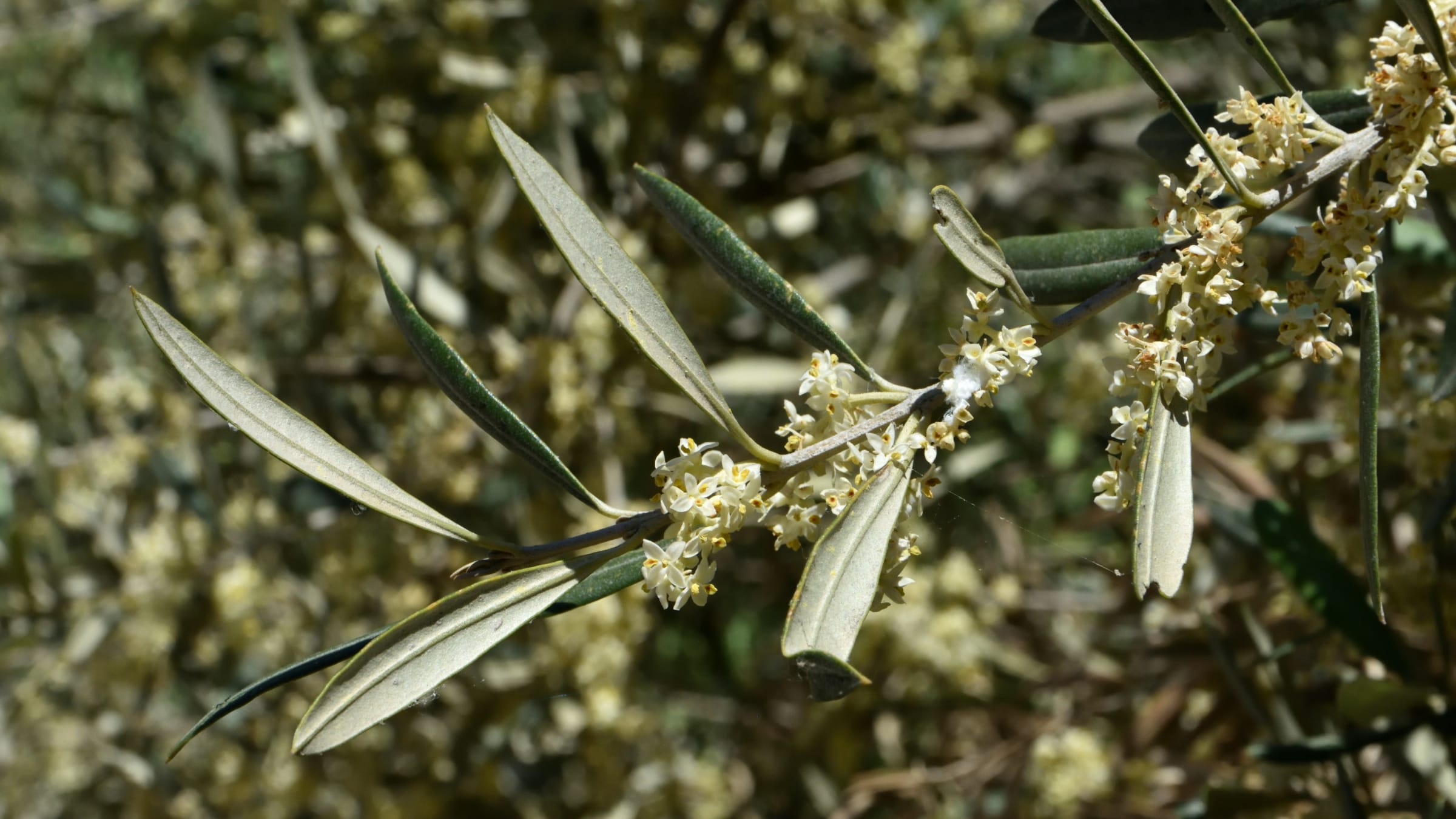 Olivo (Olea europaea)