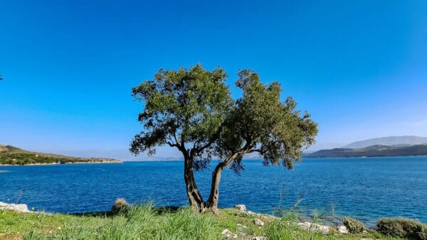 Cómo cuidar el olivo (Olea europaea)