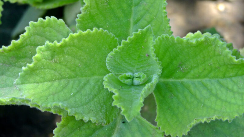 Cómo cuidar el orégano cubano (Plectranthus amboinicus)