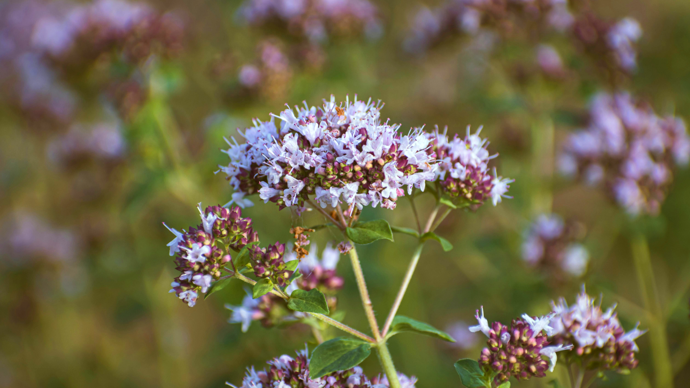 Orégano (Origanum vulgare)