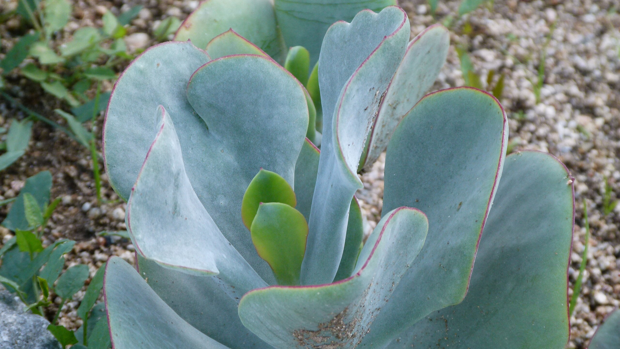 Oreja de cerdo (Cotyledon orbiculata)