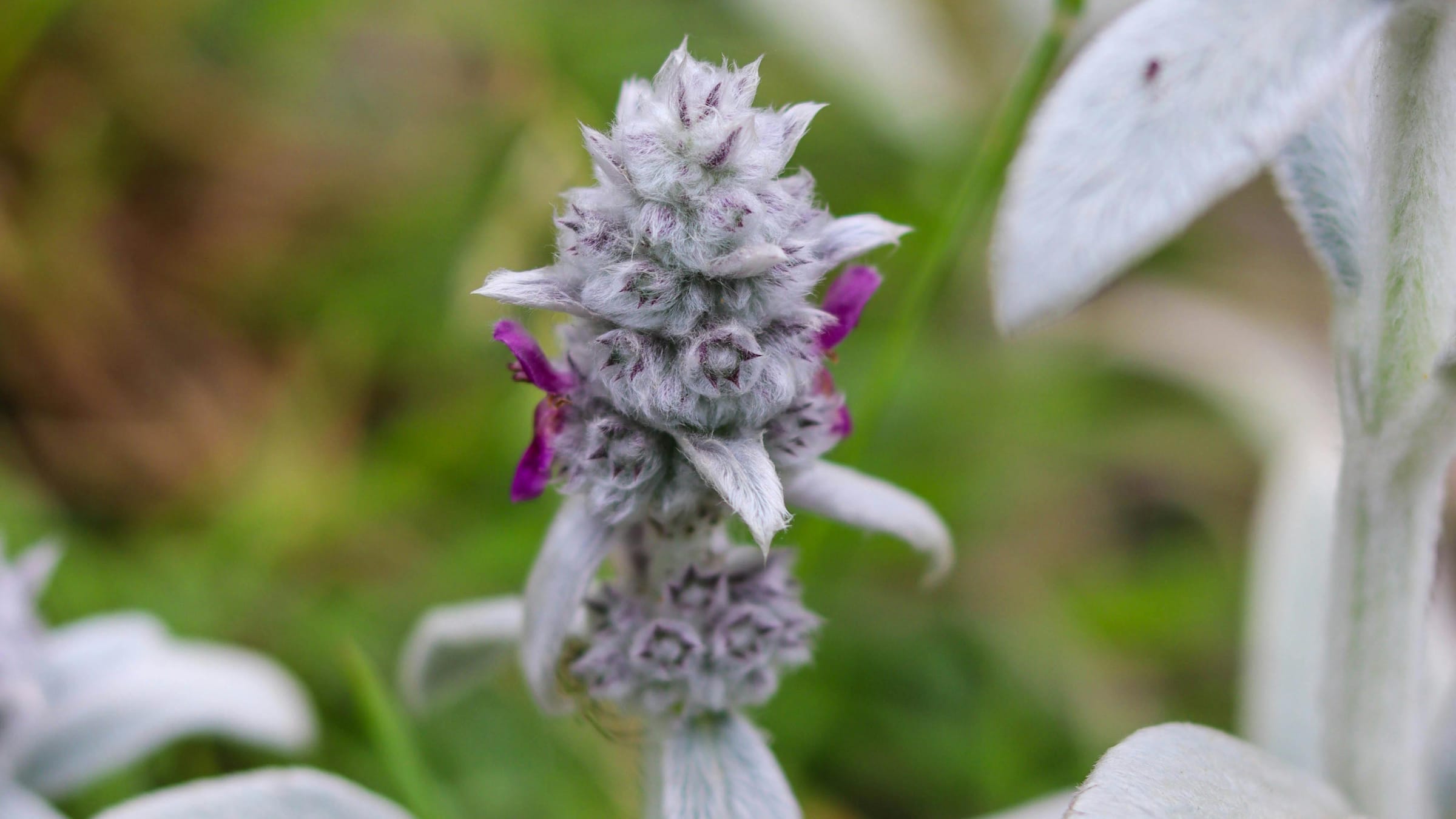 Oreja de cordero (Stachys byzantina)