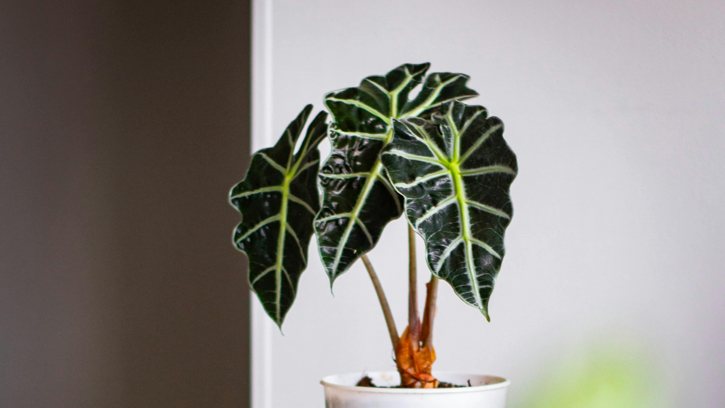 Oreja de elefante (Alocasia amazonica)