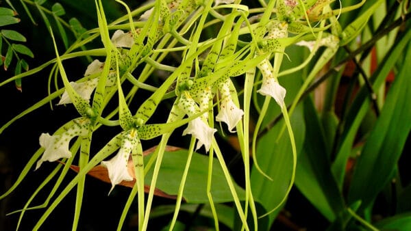 Cómo cuidar la orquídea araña (Brassia spp.)