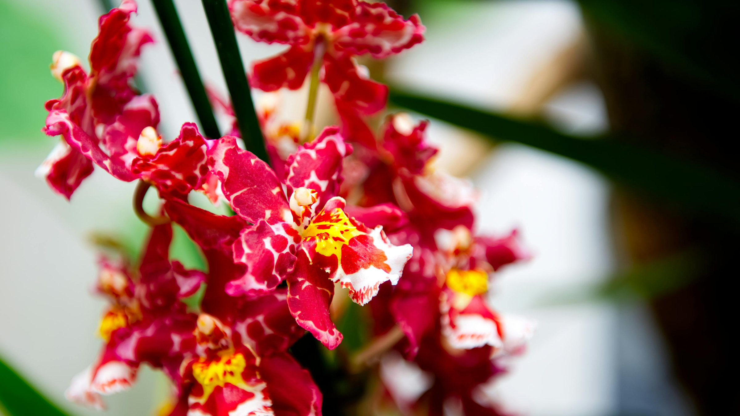 Orquídea bailarína (Oncidium spp.)