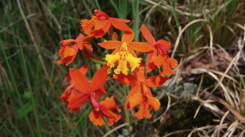 Cómo cuidar la orquídea bandera (Epidendrum radicans)