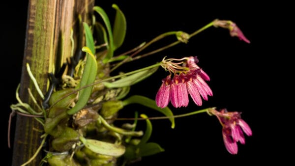 Cómo cuidar la orquídea excéntrica (Bulbophyllum spp.)