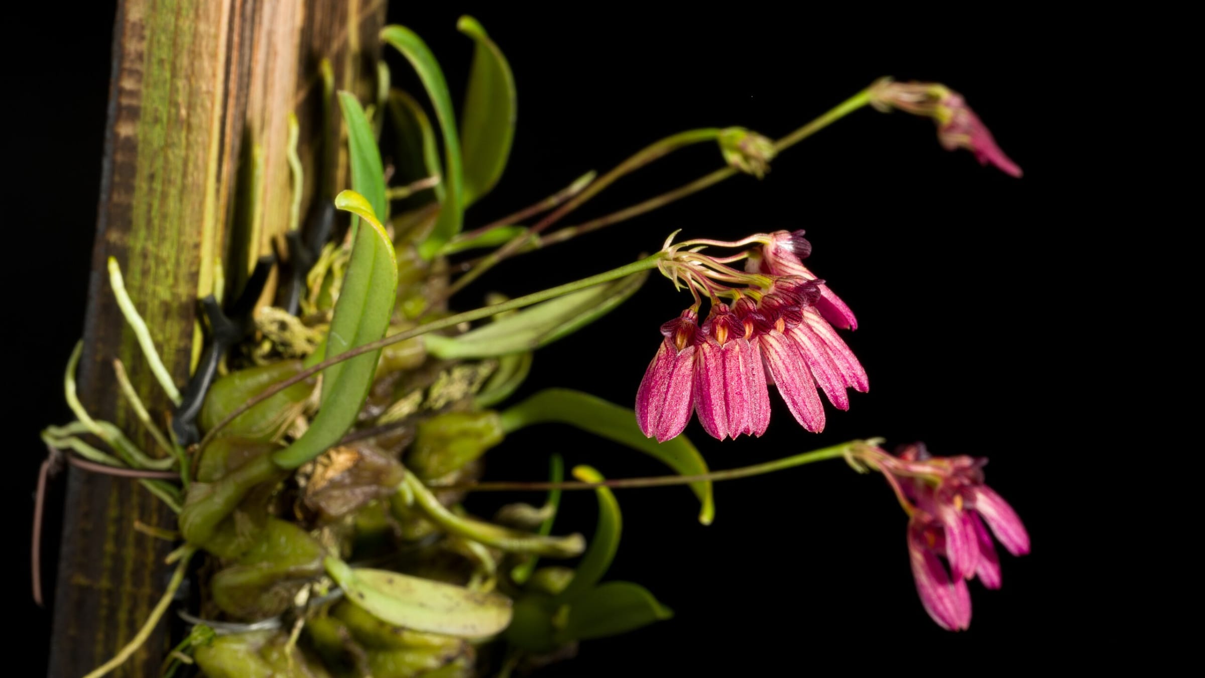 Órquidea bulbófila (Bulbophyllum spp.)