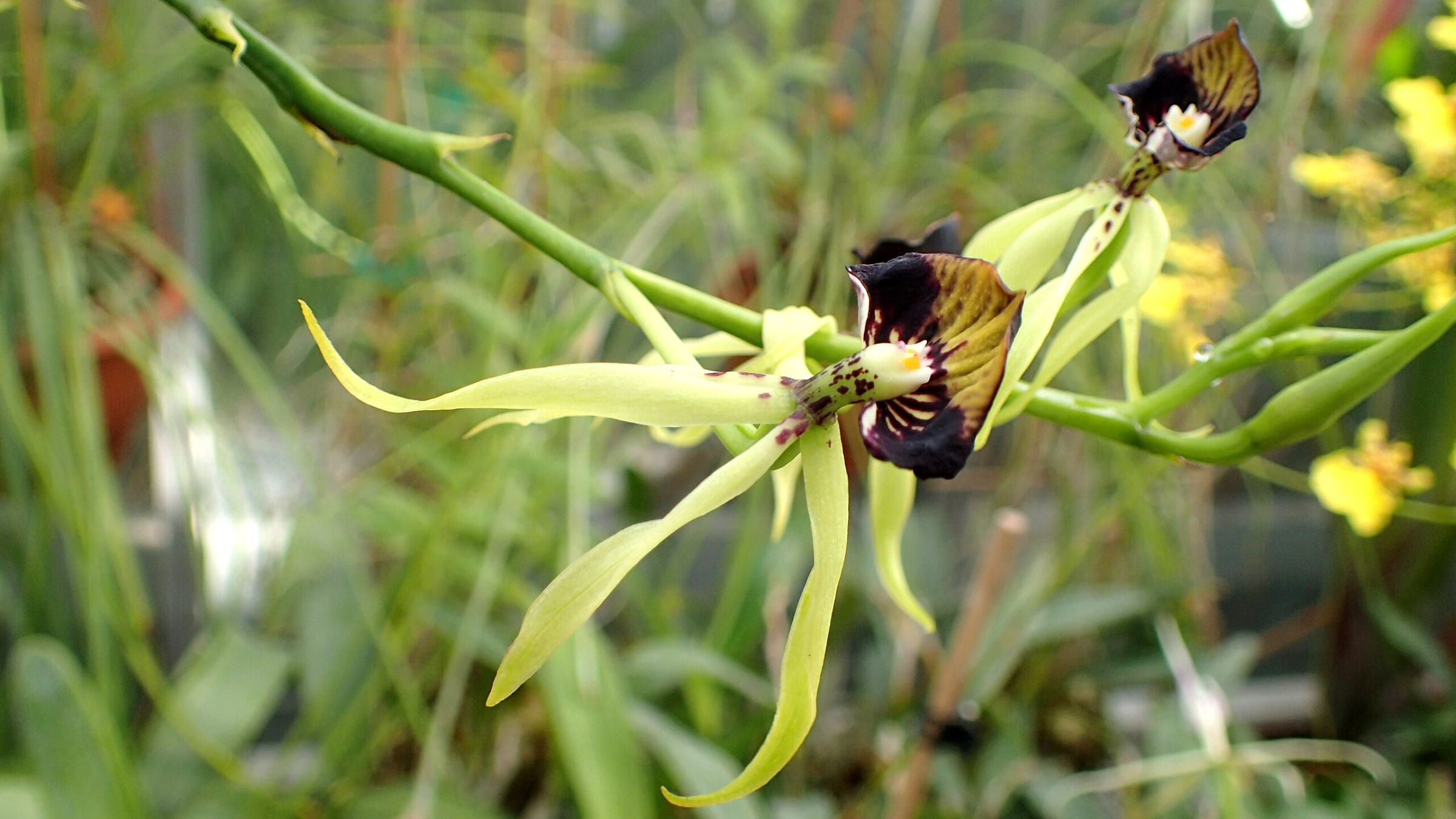 Orquídea caracol (Encyclia cochleata)