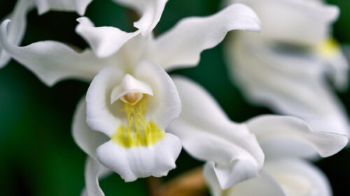 Cómo cuidar la orquídea de nieve (Coelogyne cristata)