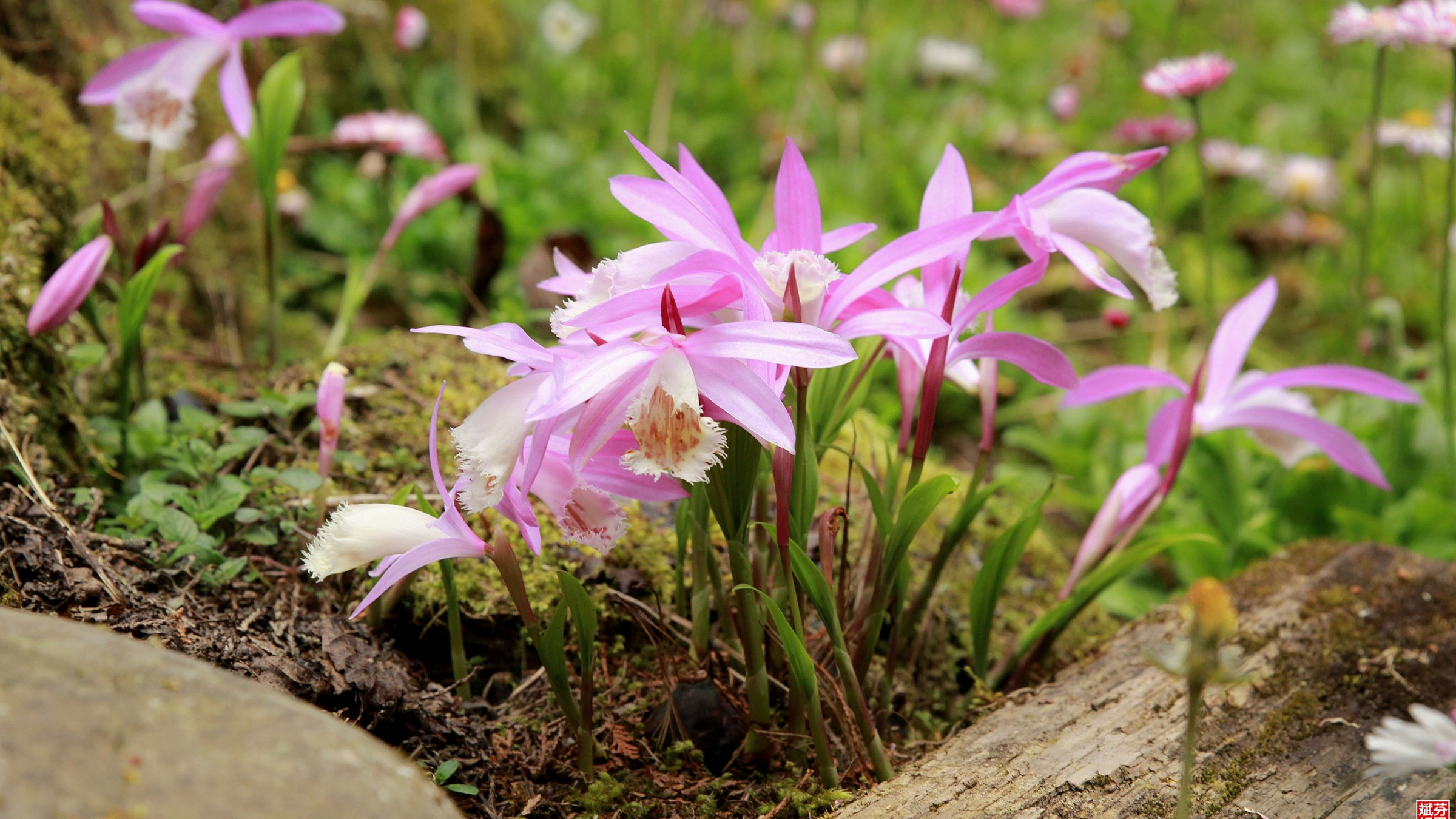Orquídea de taiwán (Pleione formosana)