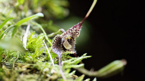 Cómo cuidar la orquídea Drácula (Dracula spp.)