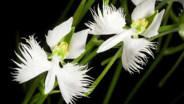 Cómo cuidar la orquídea garza (Habenaria radiata)