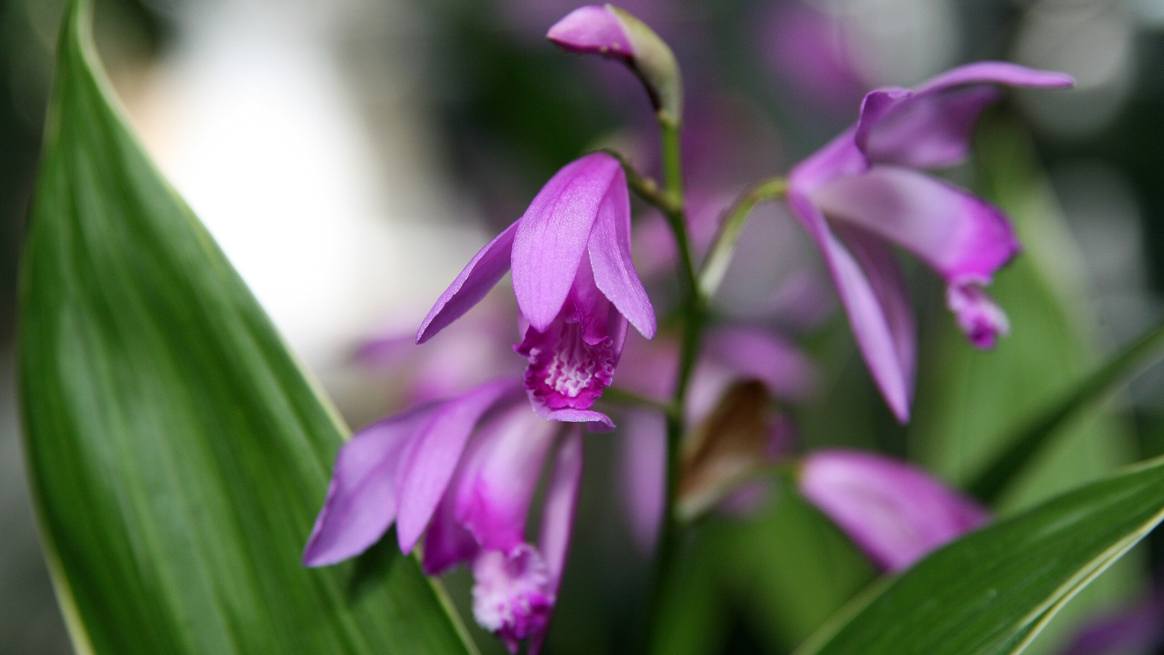 Orquídea jacinto (Bletilla striata)