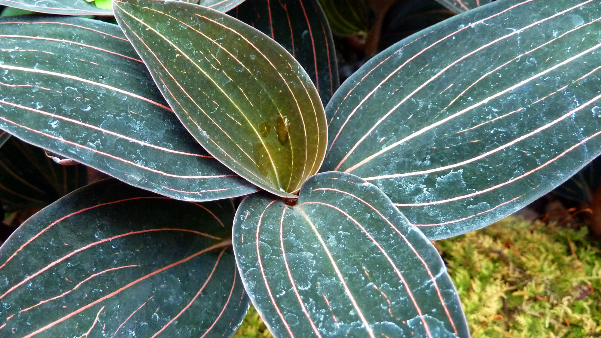Orquídea joya (Ludisia discolor)